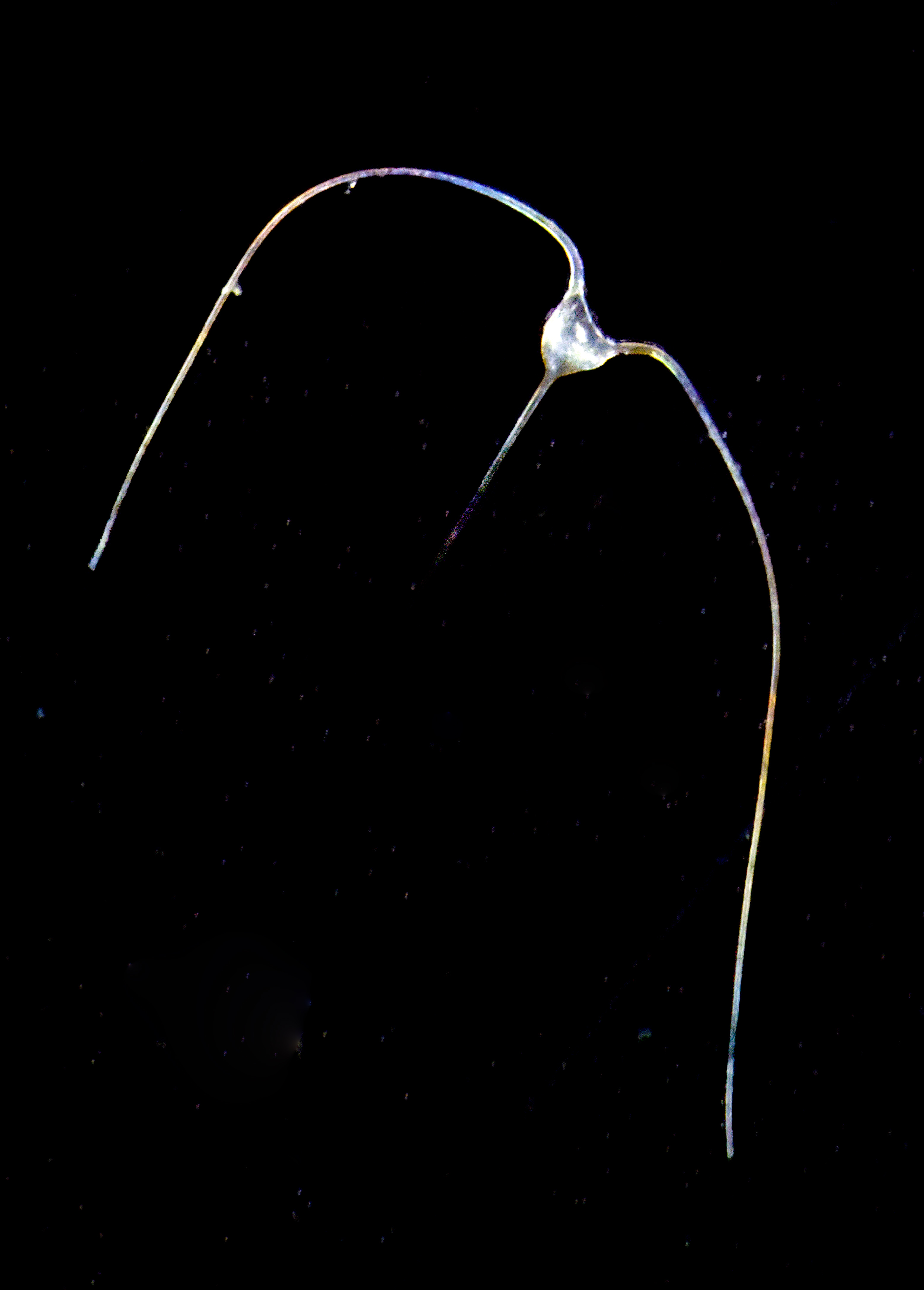 dinoflagellate 