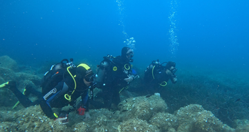 observation of species